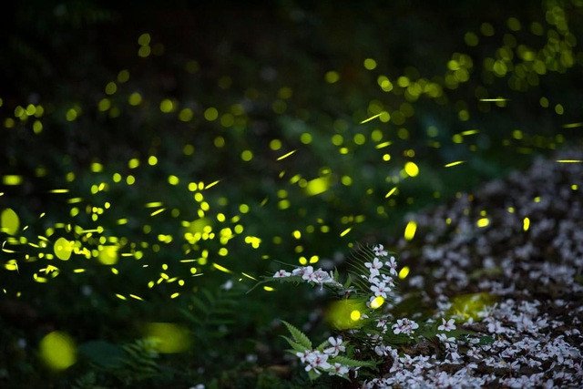 Kinh nghiệm khám phá vũ điệu ánh sáng đom đóm Ninh Bình 2022