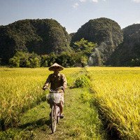 Ninh Bình mùa lúa chín - Vẻ đẹp thiên nhiên say đắm lòng người