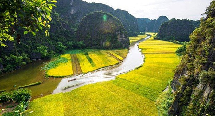 Ninh Bình mùa lúa chín - Vẻ đẹp thiên nhiên say đắm lòng người