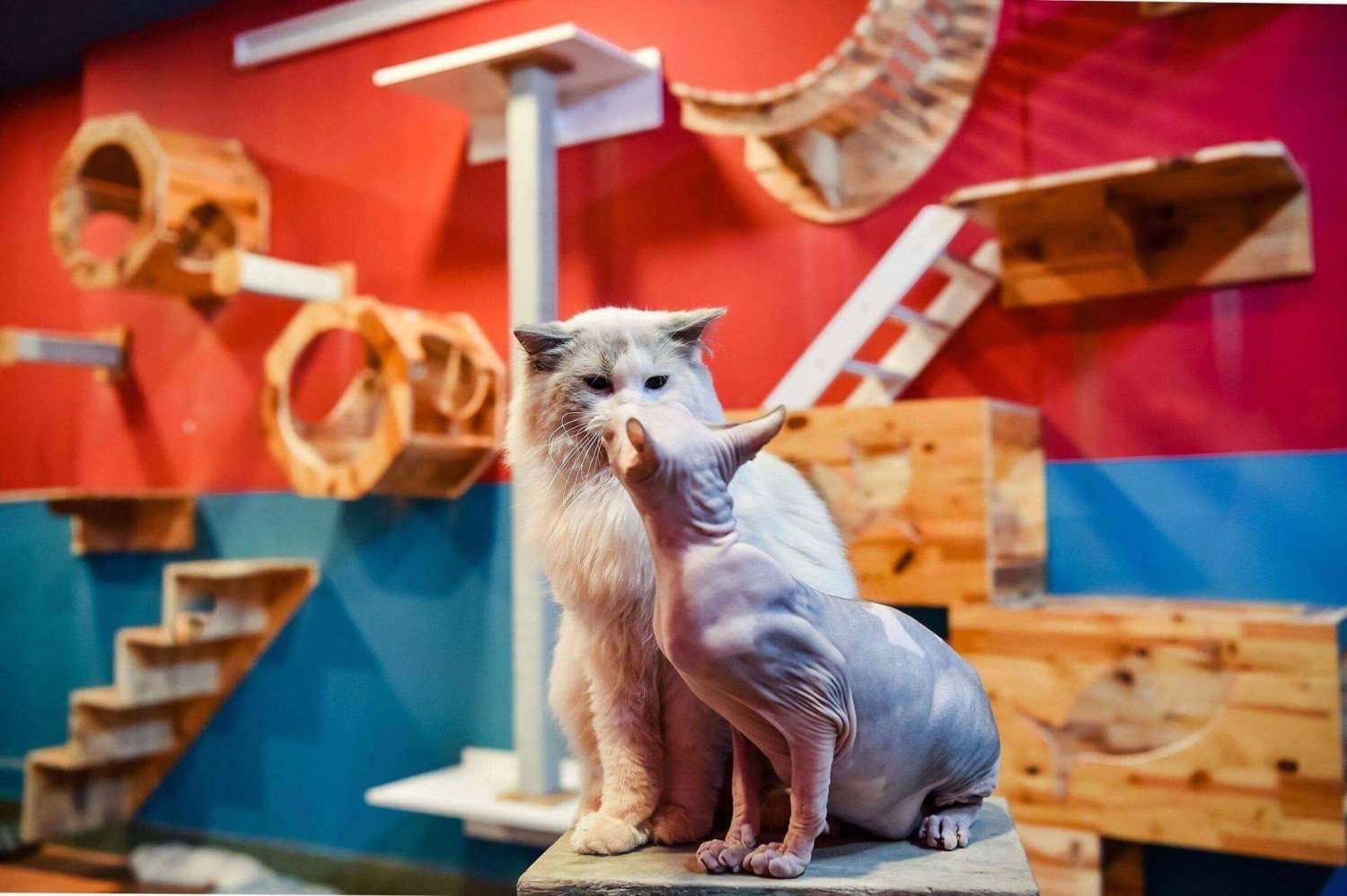 Top những quán cafe mèo ở Hà Nội cho hội người cuồng mèo