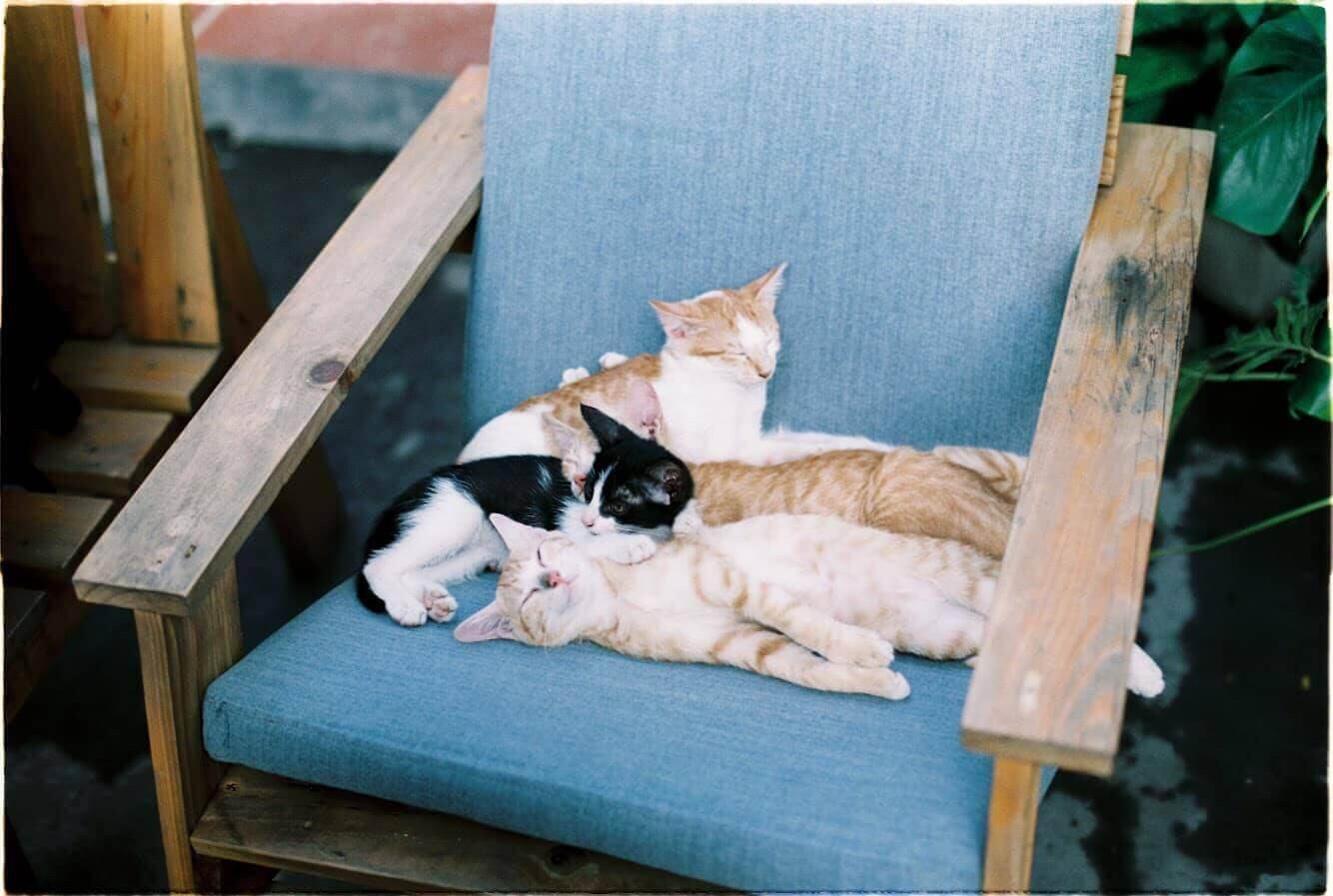 Top những quán cafe mèo ở Hà Nội cho hội người cuồng mèo