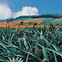 Đồi dứa Tam Điệp - Địa điểm sống ảo bạn không nên bỏ lỡ