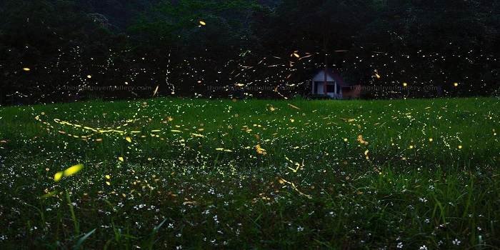 Rừng Cúc Phương – Mùa đom đóm lấp lánh đẹp mê hồn khách du lịch