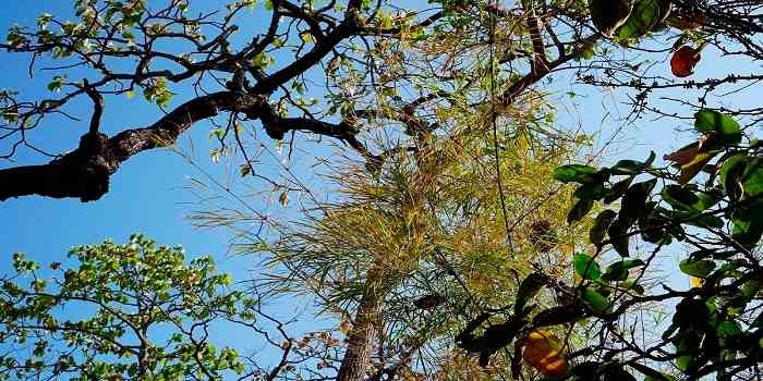 Mê mẩn trước cảnh sắc Rừng khộp Bản Đôn