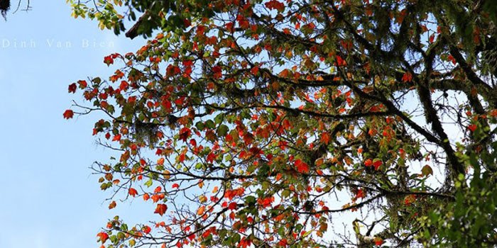 Lên Chùa Thanh Mai ngắm lá phong đỏ - Một góc châu Âu giữa lòng Chí Linh