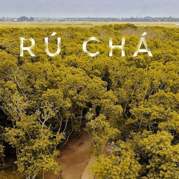 Rừng Rú Chá Huế - Địa điểm du lịch tuyệt vời cho tiết trời chớm thu