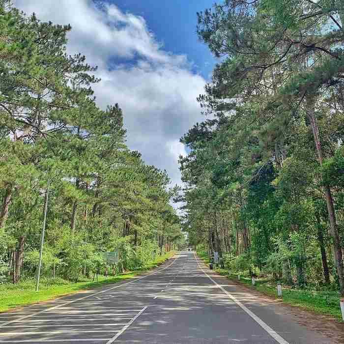 Rừng thông Măng Đen – Nét trữ tình của Kon Tum