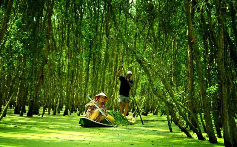 Khám phá rừng tràm Tân Lập màu xanh bạt ngàn của rừng Long An