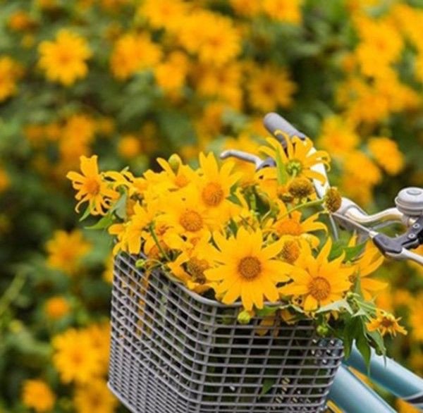 Du lịch Đà Lạt – Đắm chìm vào những cung đường checkin siêu nghệ với hoa dã quỳ