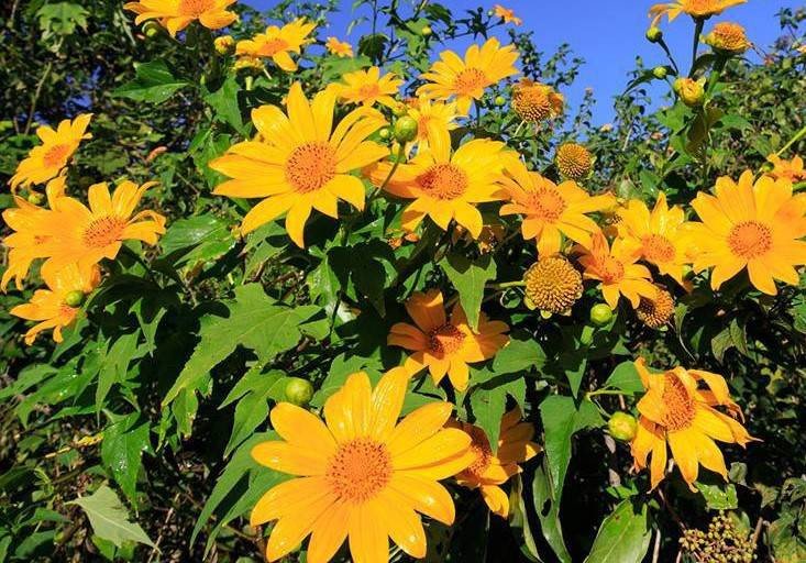 Du lịch Đà Lạt – Đắm chìm vào những cung đường checkin siêu nghệ với hoa dã quỳ