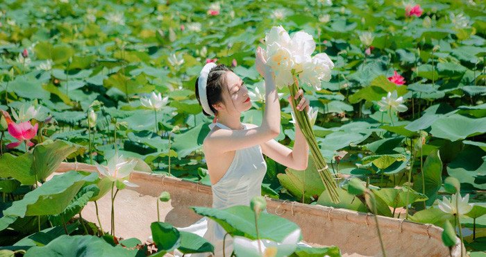 Checkin sen hồ Tây tháng 6 - Thời điểm mùa sen đẹp nhất trong năm