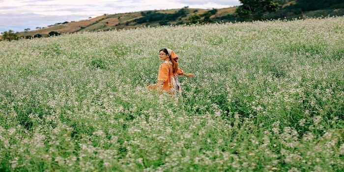 Tháng 11 đi Đà Lạt ăn và checkin dã quỳ - đồi cỏ hồng