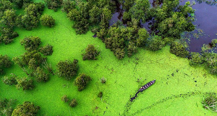 Vườn quốc gia Tràm Chim tại Đồng Tháp - địa điểm khám phá thú vị