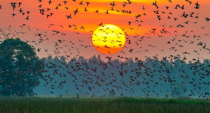 Vườn quốc gia Tràm Chim tại Đồng Tháp - địa điểm khám phá thú vị